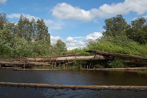 istock Blockage from dead trees across the river. 481043988
