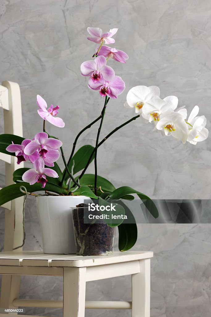 still life with orchids pots with orchids on grey background Orchid Stock Photo