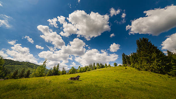 vacas a los pastos en los espacios de los alpes a las montañas - alm bavaria mountain summer fotografías e imágenes de stock