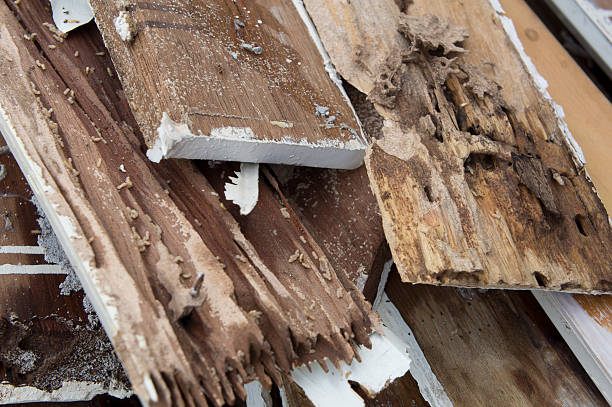 termite schäden rotten holz essen nest zerstören konzept - termite soil stock-fotos und bilder
