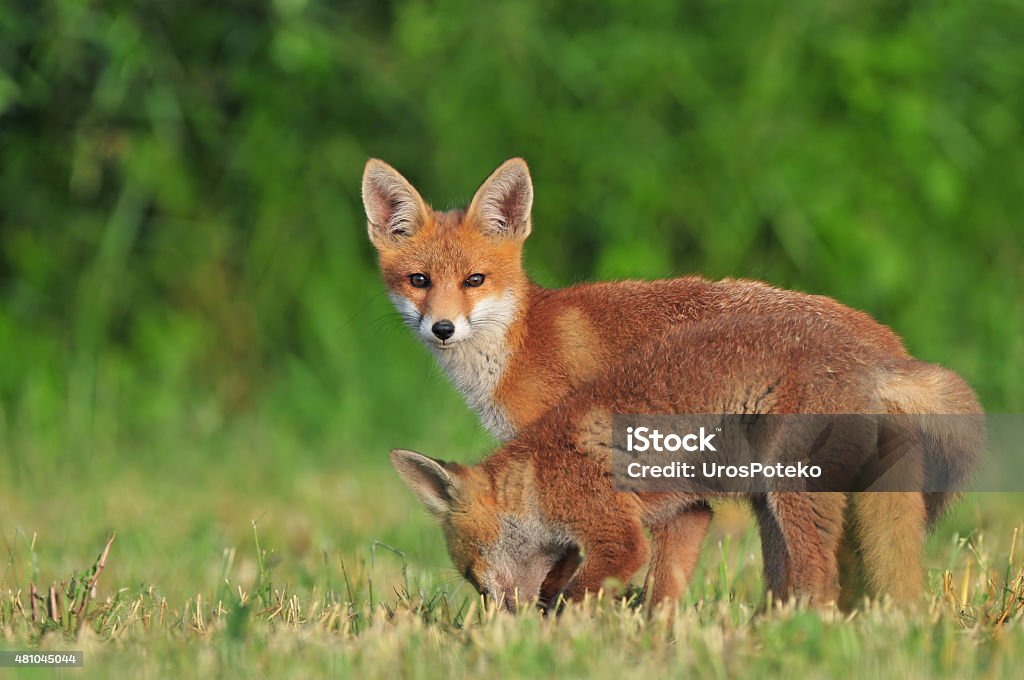 Two wild red foxes Photo of two wild red foxes in a field 2015 Stock Photo