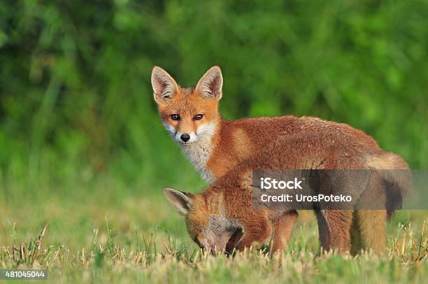 Two Wild Red Foxes Stock Photo - Download Image Now - 2015, Agricultural Field, Animal