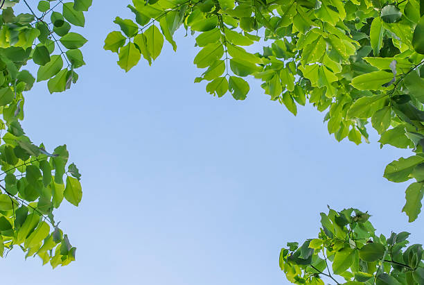 istock Green leaves with blue sky 481045167