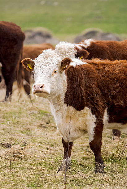 istock Close-up of hereford cow 481045949