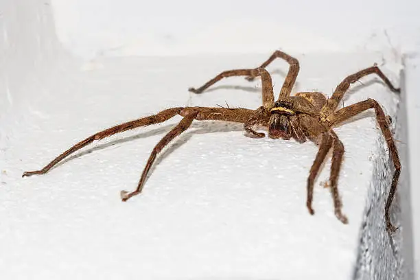 Photo of Big spider