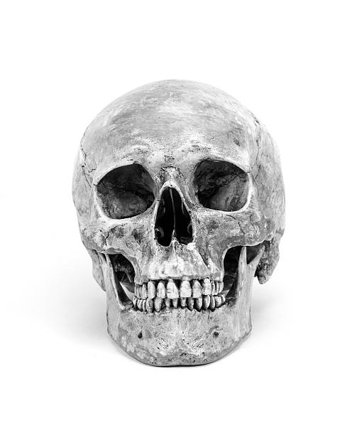 istock Front view of human skull isolated on white background 481047341