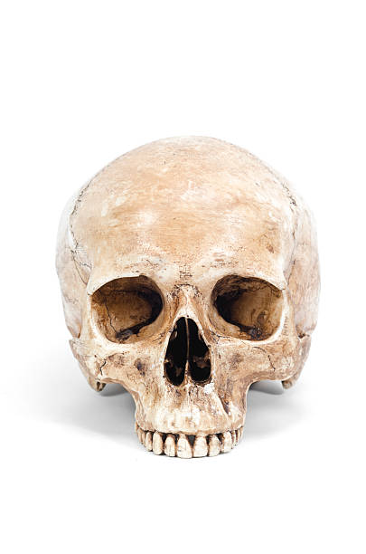 istock Front view of human skull isolated on white background 481048229