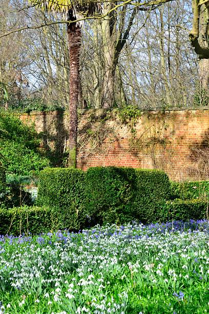 istock Early spring flowers in english garden 481048867