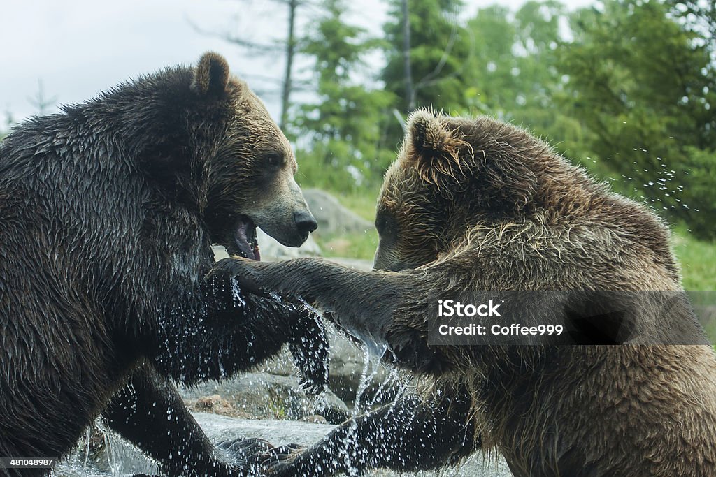 Two Grizzly (Brown) Bears Fight Two Grizzly (Brown) Bears Fighting or playing Anger Stock Photo