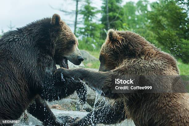 Two Grizzly Bears Fight Stock Photo - Download Image Now - Anger, Animal Wildlife, Animals Hunting