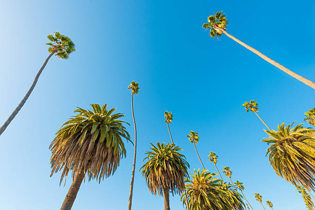 istock Palm Trees of paradise, clear blue sky. 481049029