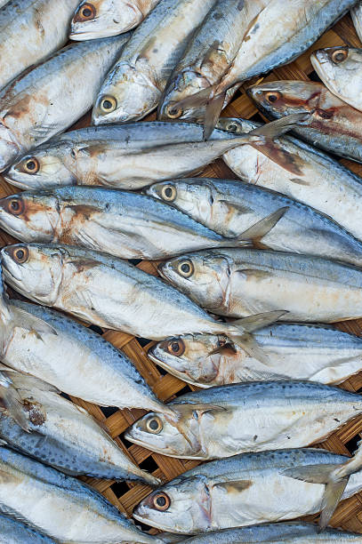 istock Fresh raw mackerel fish on bamboo Threshing basket 481049125