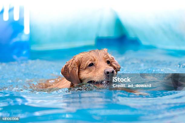 Ici Wet Pet Stock Photo - Download Image Now - Blue, Cold Temperature, Drop