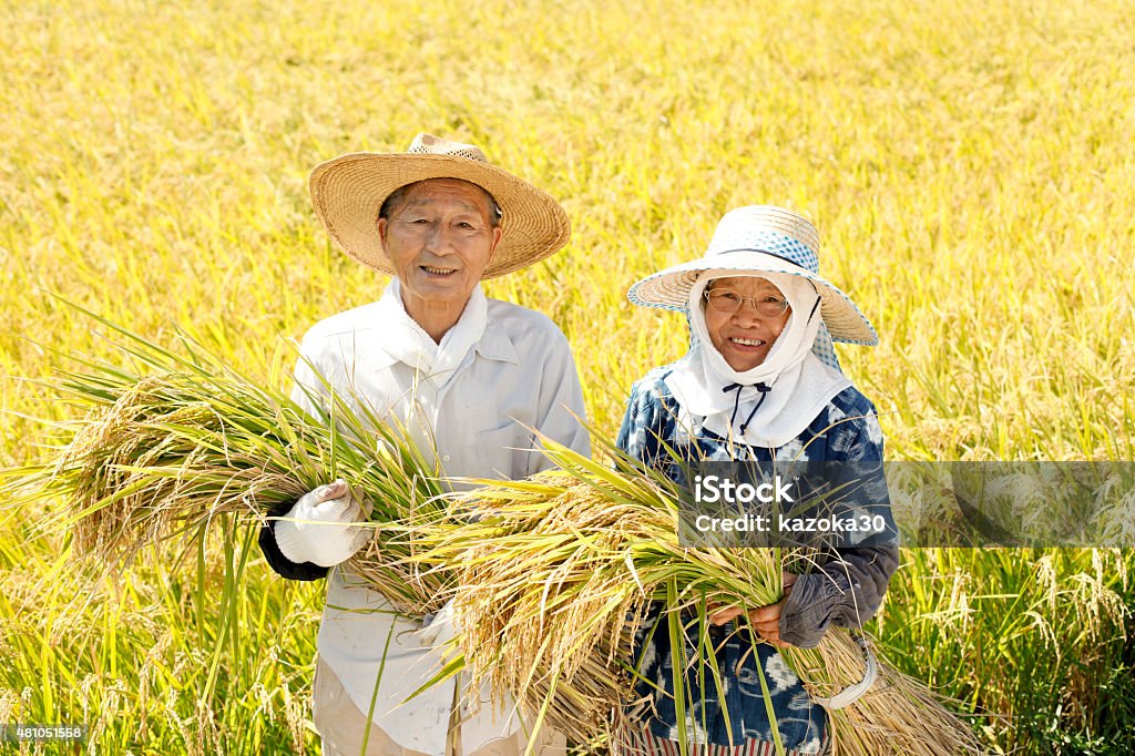 米の収穫 - 農業従事者のロイヤリティフリーストックフォト