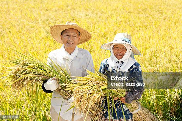 米の収穫 - 農業従事者のストックフォトや画像を多数ご用意 - 農業従事者, 日本人, 稲