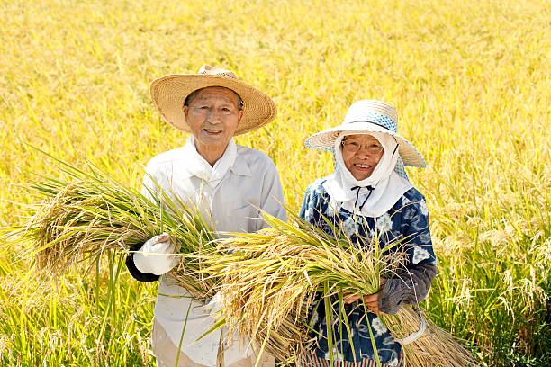 Rice reaping Rice reaping satoyama scenery stock pictures, royalty-free photos & images