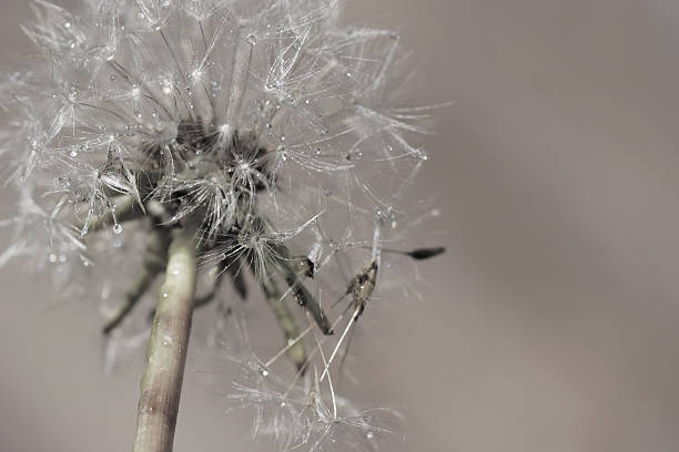 istock Digital art, paint effect, Dreamy fluffy dandelion seed head 481051578