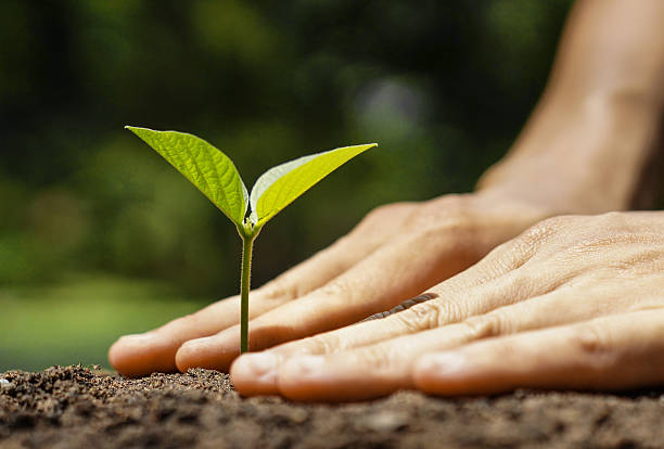 istock growing and nurturing young green plant 481051646