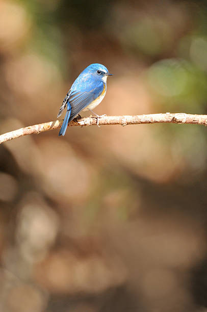 istock Red-flanked bluetail of perch 481052024