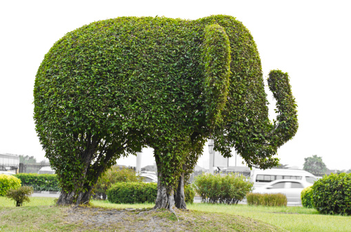 Elephant Made of banyan tree trimming in the park.