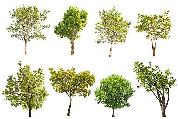 set of eight green trees isolated on white
