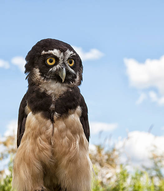 Spectacled Owl Close up head and shoulders image of a spectacled owl.  Summer corn field and blue sky in the background. spectacled owls (pulsatrix perspicillata) stock pictures, royalty-free photos & images