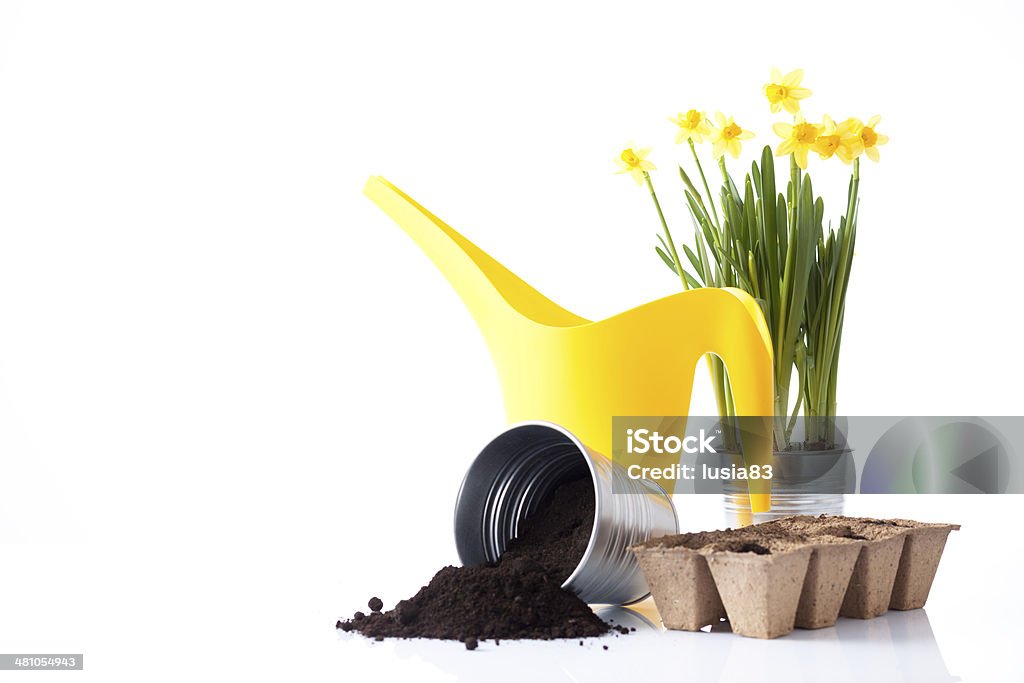 daffodil flowers and garden equipment Agriculture Stock Photo