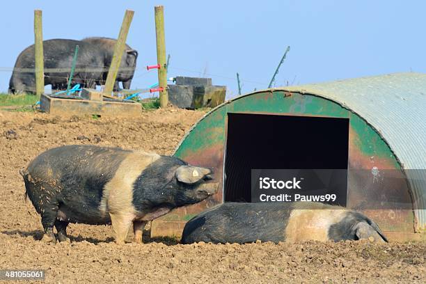 Pollo Ruspante Suini In Campo - Fotografie stock e altre immagini di Agricoltura - Agricoltura, Agricoltura biologica, Ambientazione esterna