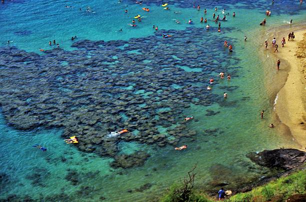 istock Hanauma Bay, Reef Snorkeling 481055452