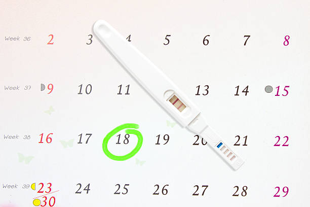 cerchietto su un calendario e test di gravidanza - personal organizer telephone group of objects diary foto e immagini stock