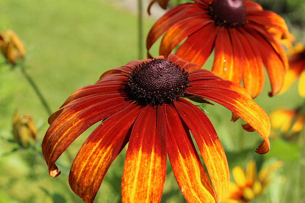 istock 