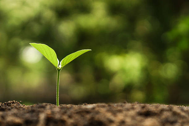 istock tree growing on soil with green background 481055750