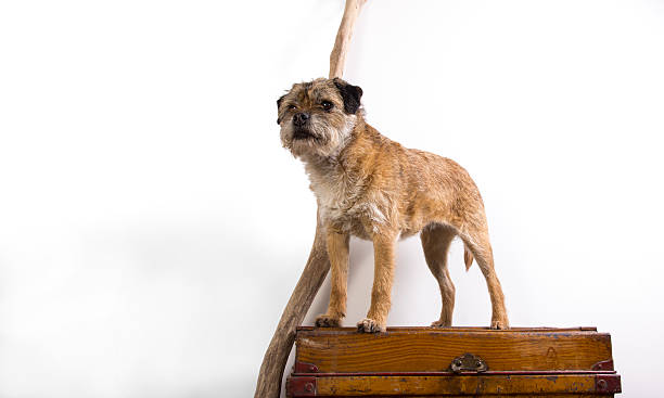 Border Terrier dog Border terrier dog standing with white background and drift wood on top of tin chest border terrier stock pictures, royalty-free photos & images