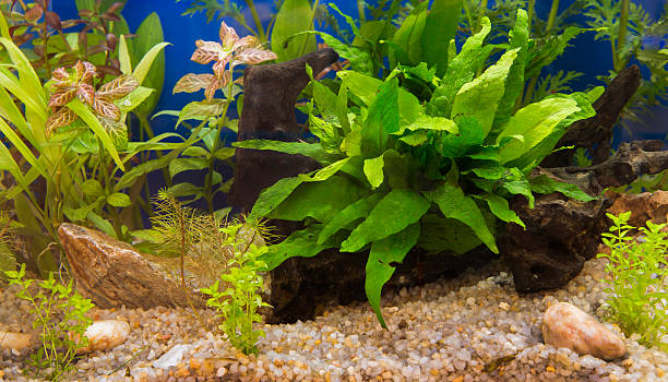 plantas aquáticas em tropical - hobbies freshwater fish underwater panoramic imagens e fotografias de stock