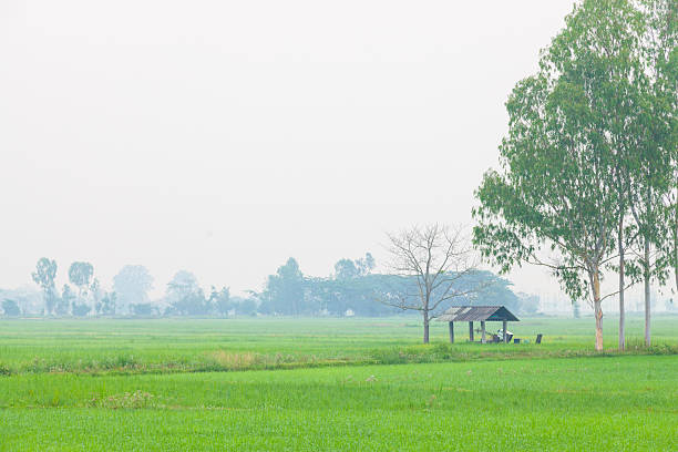 istock Cottage in the middle of rice fields 481057116