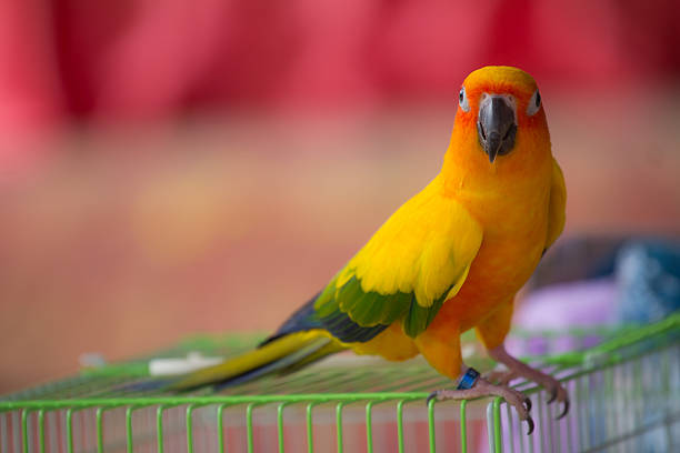 conure soleil parrot - psittacoidea photos et images de collection