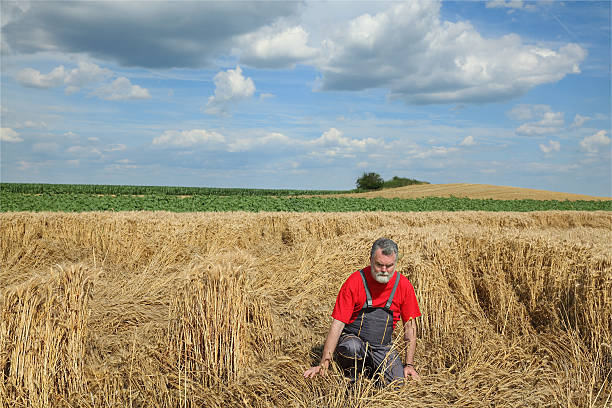 l'agriculture et désespéré agriculteur dans le champ de blé endommagé - wheat cereal plant agriculture whole wheat photos et images de collection