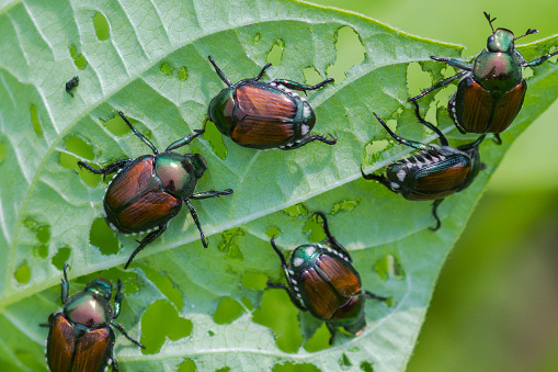 Invasive beetles eating string bean leaves in a garden