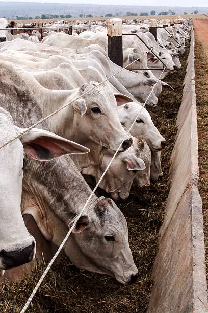 A group of Nelore cattle herded in confinement in a cattle farm in Mato Grosso state, Brazil