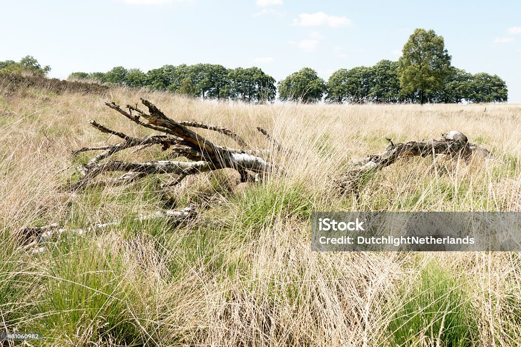 Landscape with dead birch tree. Landscape with dead birch tree in National Park Hoge Veluwe, Netherlands. 2015 Stock Photo