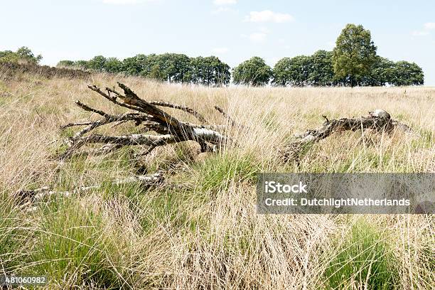 Landscape With Dead Birch Tree Stock Photo - Download Image Now - 2015, Agricultural Field, Birch Tree