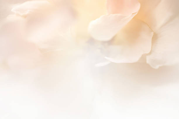 istock light pink roses in soft color and blur style 481061166