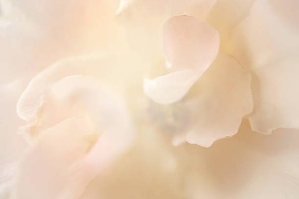 istock light pink roses in soft color and blur style 481061174