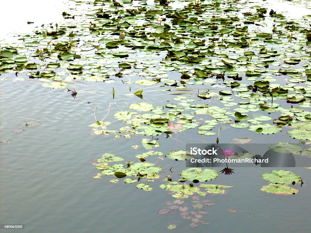 Lotus Pond 2015 Stock Photo