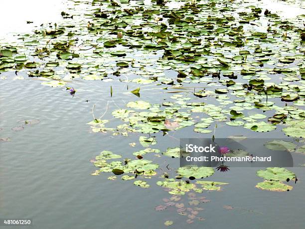 Lotus Pond Stock Photo - Download Image Now - 2015, Beauty In Nature, Concepts