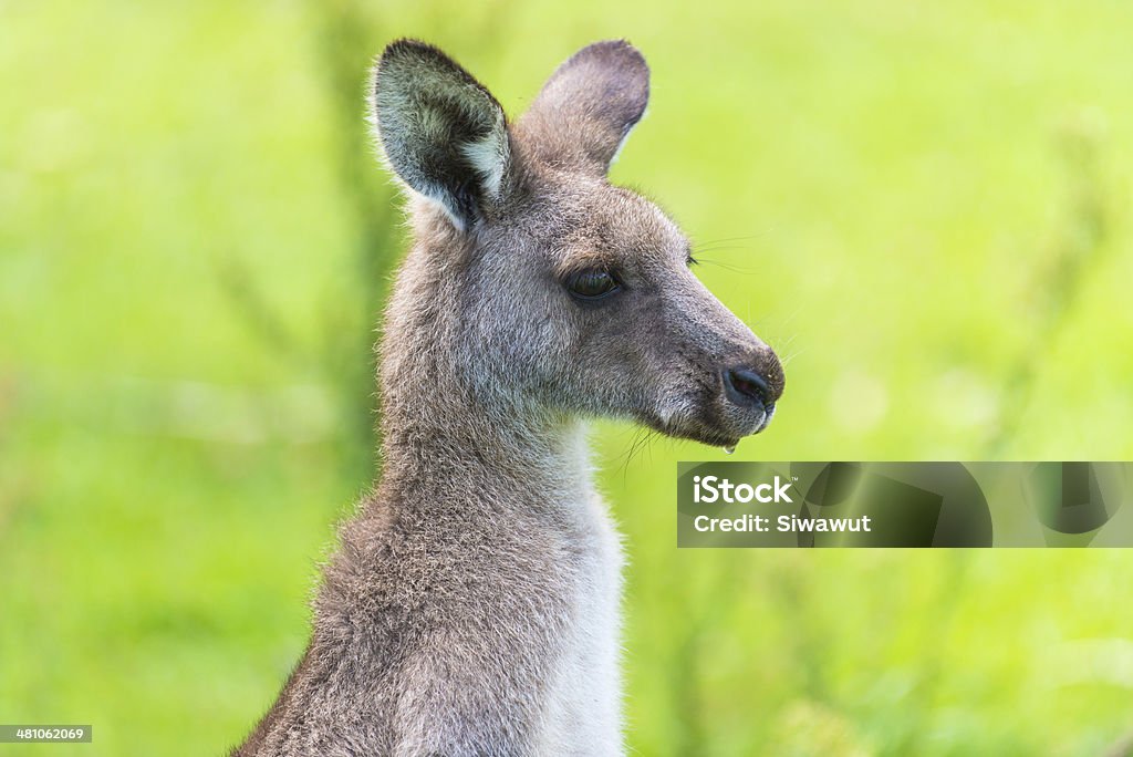 Canguro - Foto de stock de Animal libre de derechos