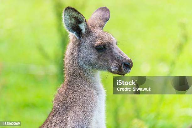 Canguru - Fotografias de stock e mais imagens de Animal - Animal, Austrália, Canguru