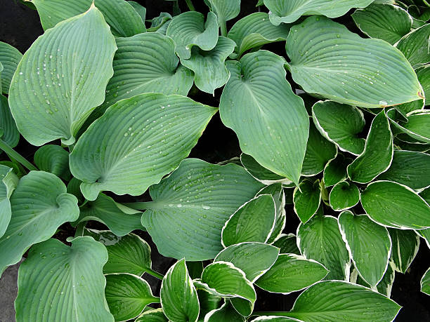 istock Image of green / silver hosta leaves, growing in shady garden 481062084
