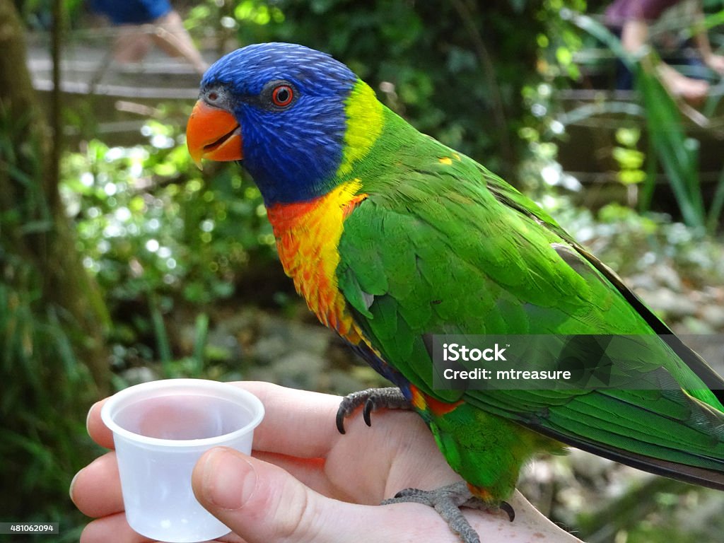 Hình Ảnh Vẹt Lorikeet Cầu Vồng Thuần Hóa Đậu Trên Tay Uống Mật Hoa ...