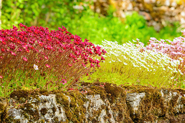 Sedum plant in full bloom with beautiful flowers. Here seen on stone wall with some moss. Green background.